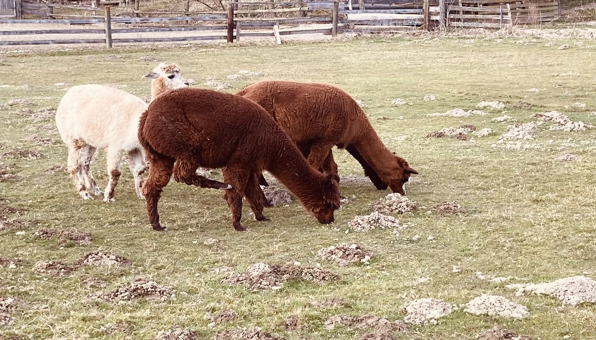 Auf Umwegen nach Seemannshausen | © Killesreiter Marlene