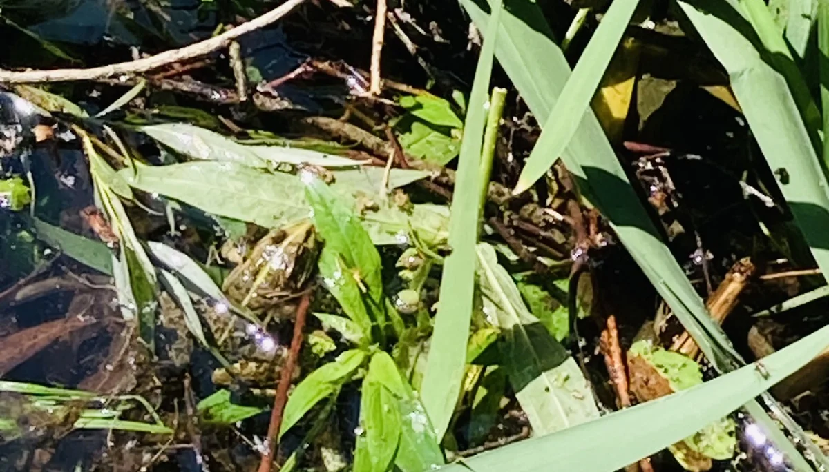 Wandern im grünen München | © Meier Brigitte