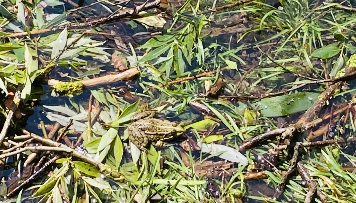 Wandern im grünen München | © Meier Brigitte