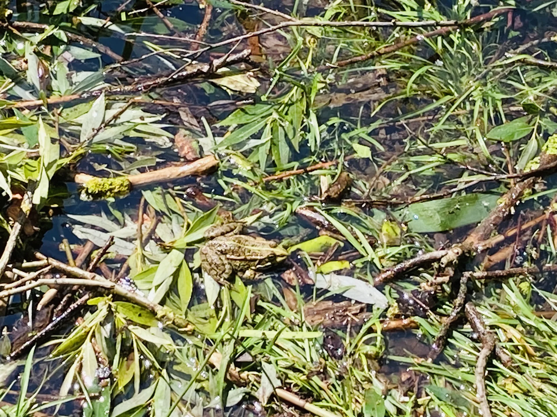 Wandern im grünen München | © Meier Brigitte