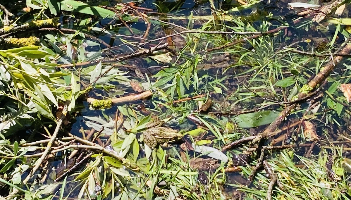 Wandern im grünen München | © Meier Brigitte