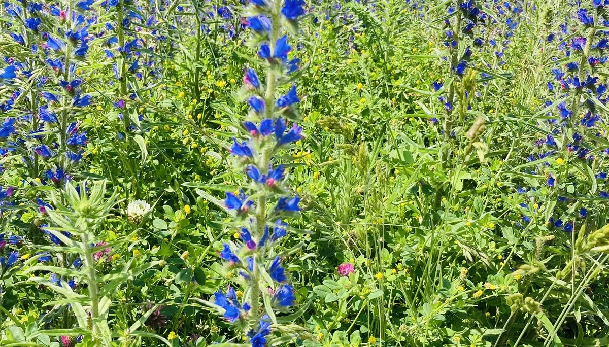 Wandern im grünen München | © Meier Brigitte