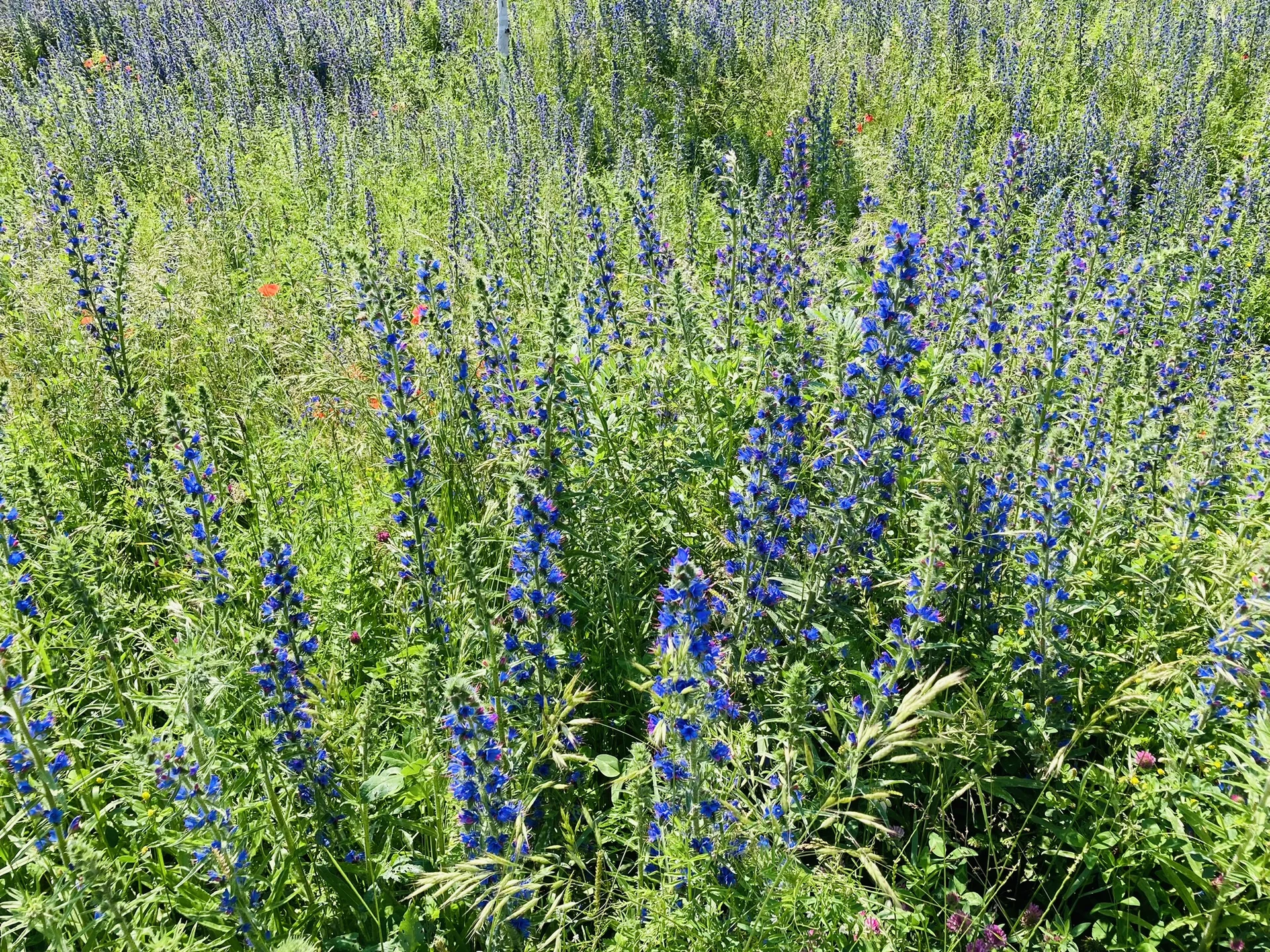 Wandern im grünen München | © Meier Brigitte