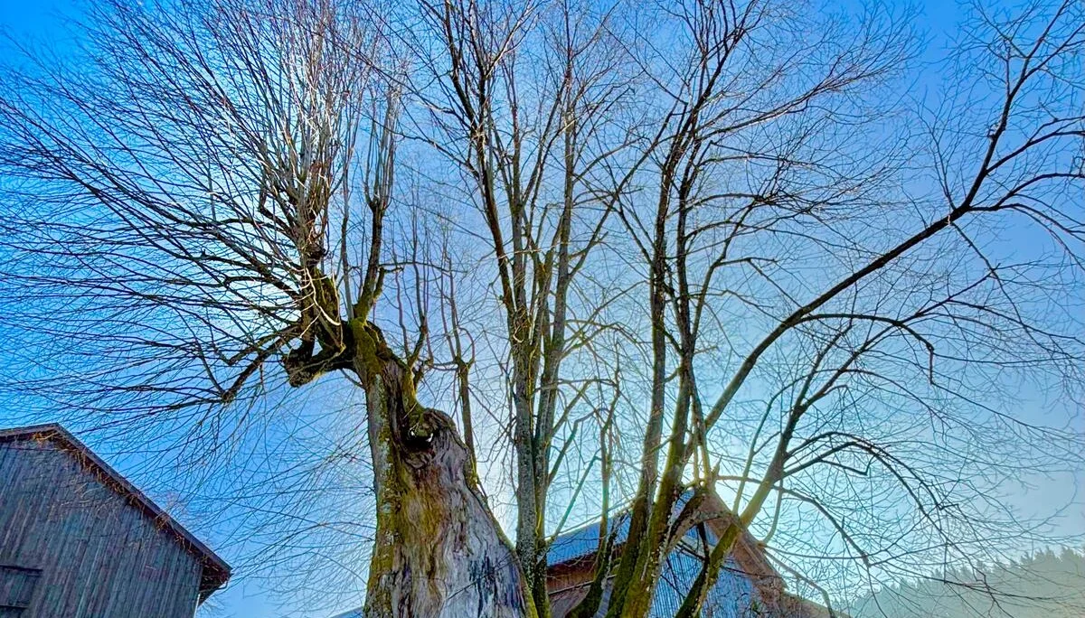 Winterwanderung auf dem Wolfgangsweg | © Gina Mandl / Killesreiter Marlene