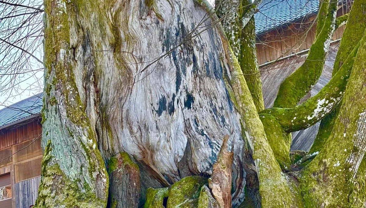 Winterwanderung auf dem Wolfgangsweg | © Gina Mandl / Killesreiter Marlene