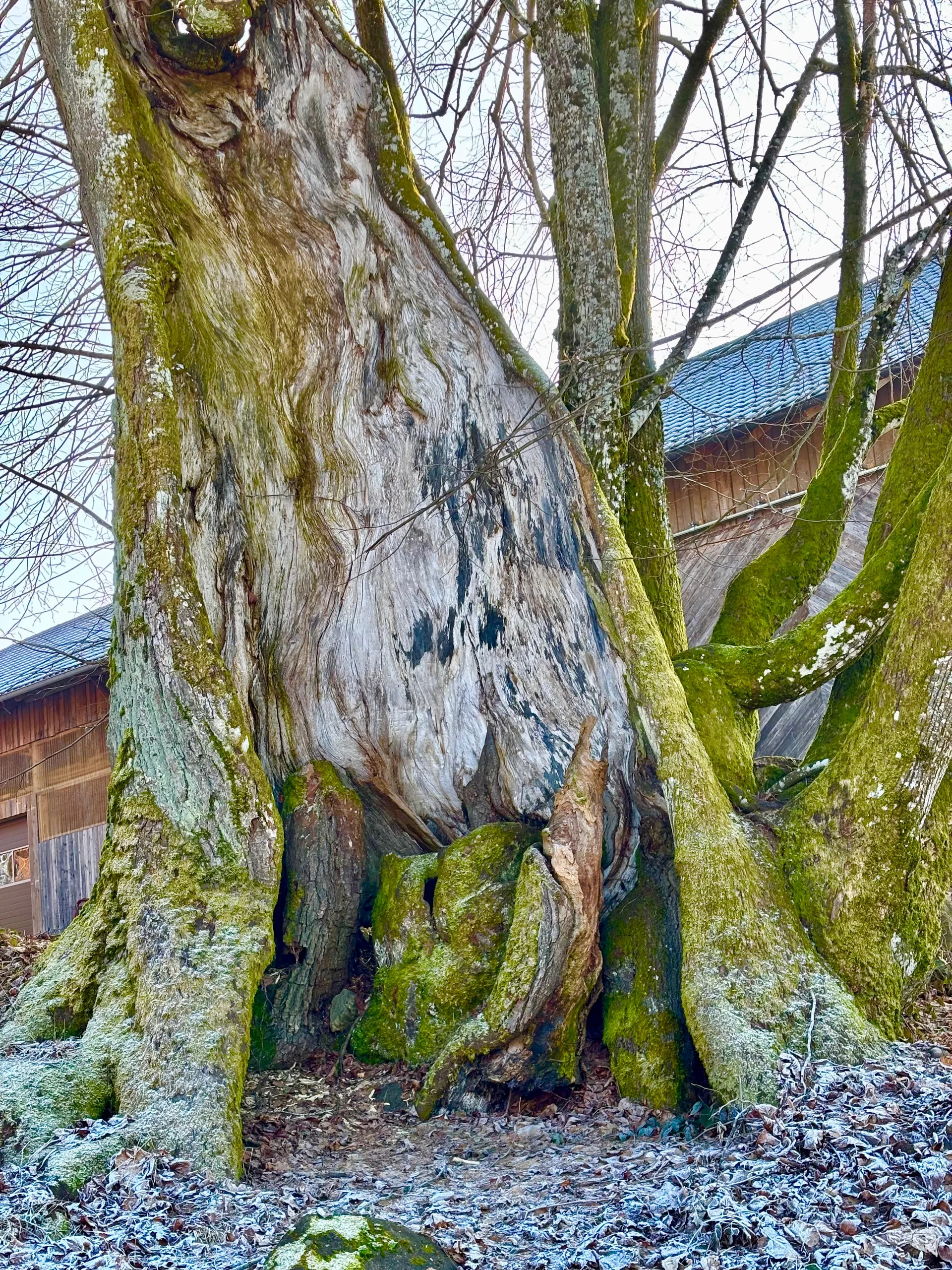 Winterwanderung auf dem Wolfgangsweg | © Gina Mandl / Killesreiter Marlene