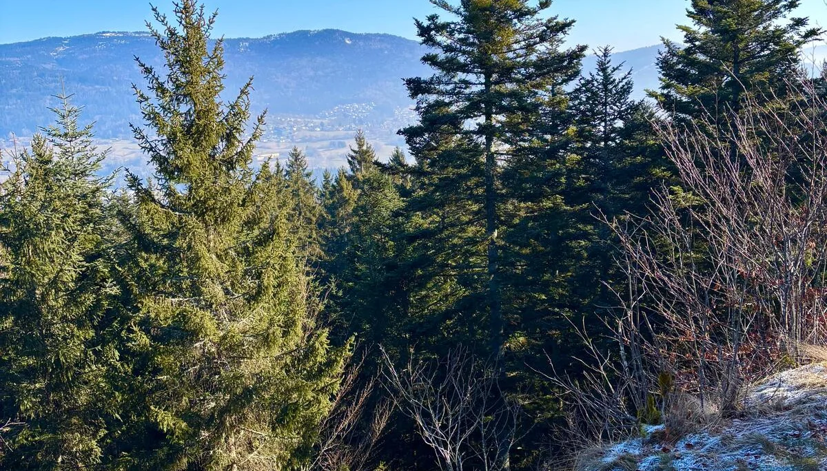 Winterwanderung auf dem Wolfgangsweg | © Gina Mandl / Killesreiter Marlene