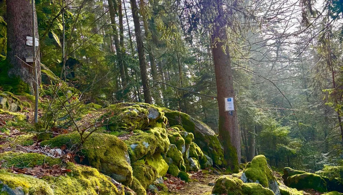 Winterwanderung auf dem Wolfgangsweg | © Gina Mandl / Killesreiter Marlene