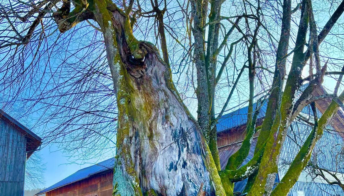 Winterwanderung auf dem Wolfgangsweg | © Gina Mandl / Killesreiter Marlene