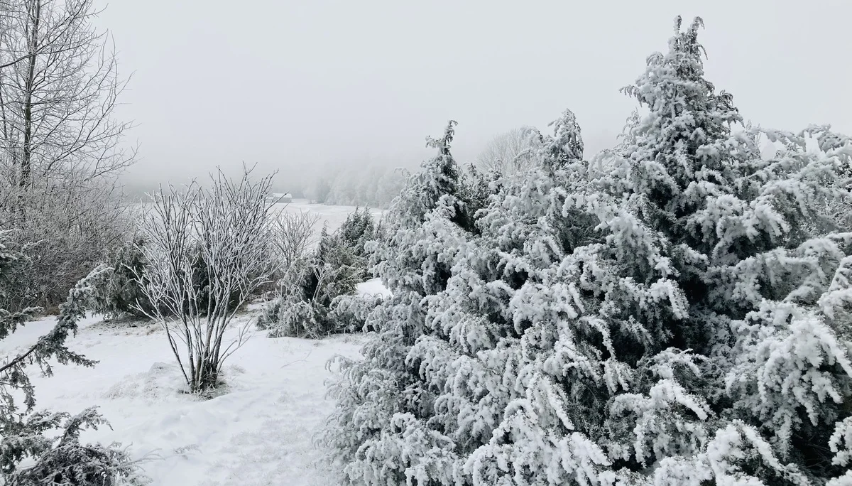 Winterwanderung auf die Käsplatte  | © Meier Brigitte