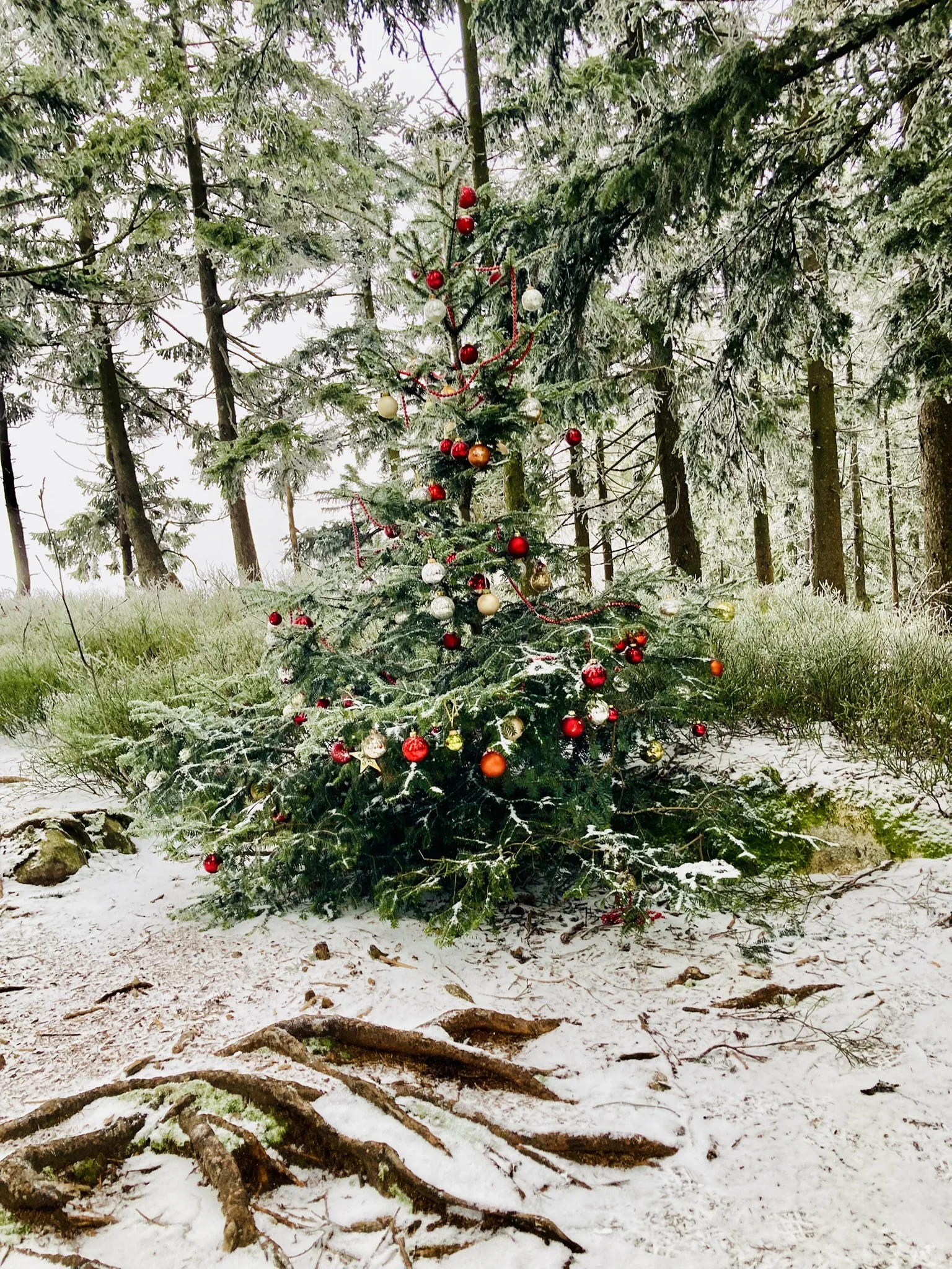 Winterwanderung auf die Käsplatte  | © Meier Brigitte