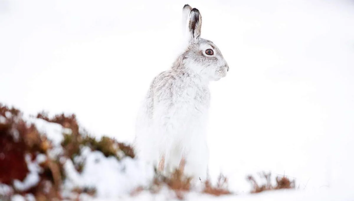 Besonders schützenswert: Der Schneehase | © AdobeStock