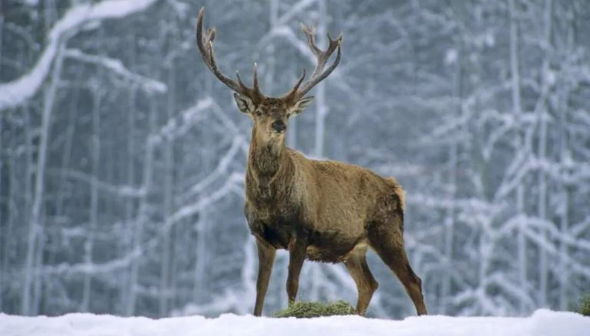 Rotwild im Schnee | © Andreas Strauss